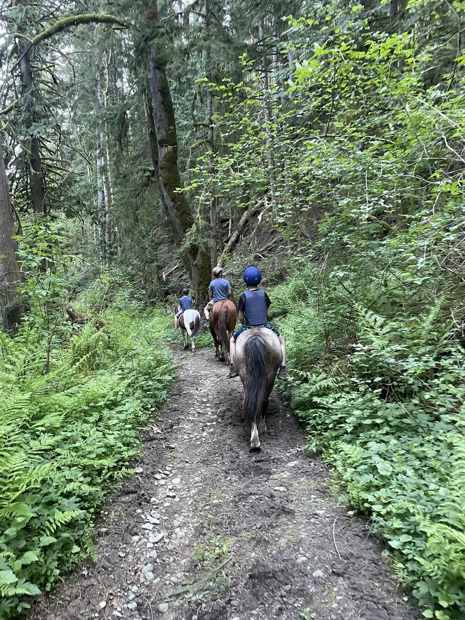 Trail riders heading through forest at Rosebud River Ranch